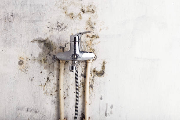 Best Localized Mold Remediation (e.g., coastal areas, humid climates) in Osakis, MN