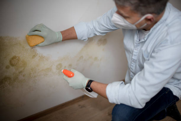 Professional Mold Remediation in Osakis, MN