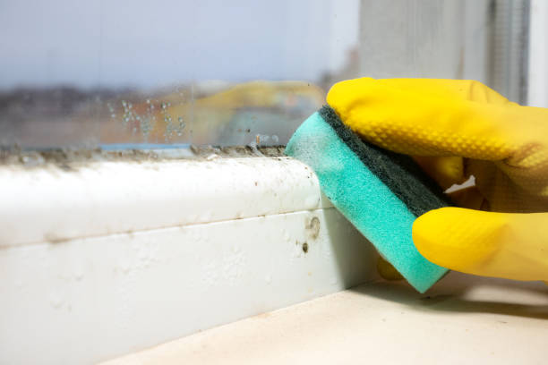 Best Bathroom Mold Remediation in Osakis, MN