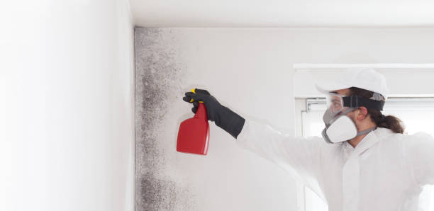 Best Mold Testing and Inspection Services in Osakis, MN