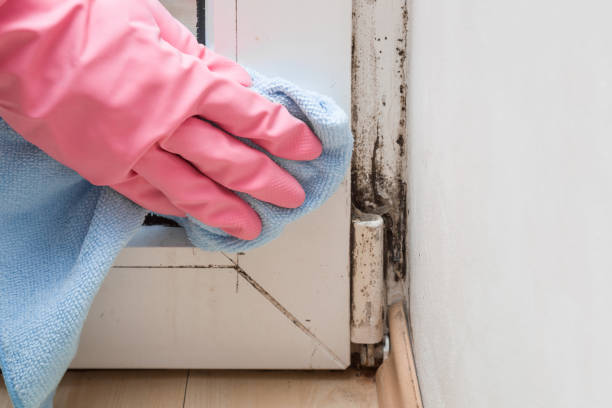 Best Attic Mold Remediation in Osakis, MN